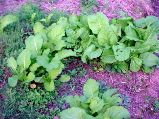 Mustard Greens I grew just throwing seeds on the ground!