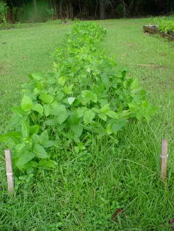 peas
