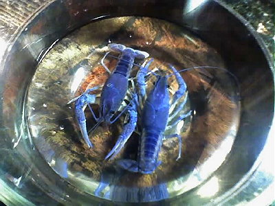 cooked blue lobster