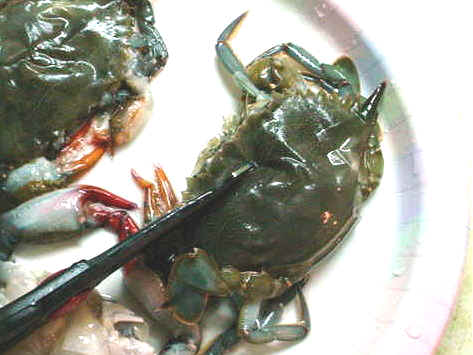 Cleaning Soft Shell Crab