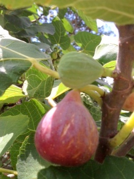 Ripe Turkey Fig