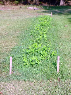 Planting Peas