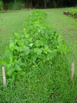 Planting Peas