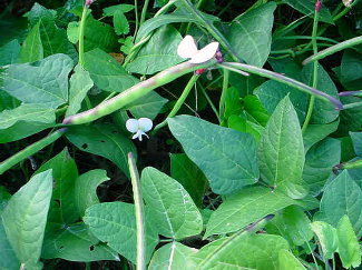 Purple Hull Peas