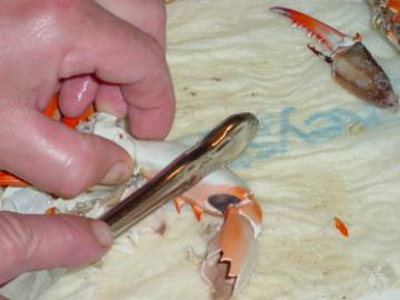 Peeling Crabs