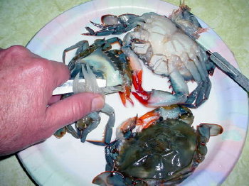Cleaning Soft Shell Crab