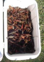 Boiled Crawfish