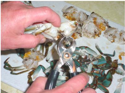 Crab Preparation